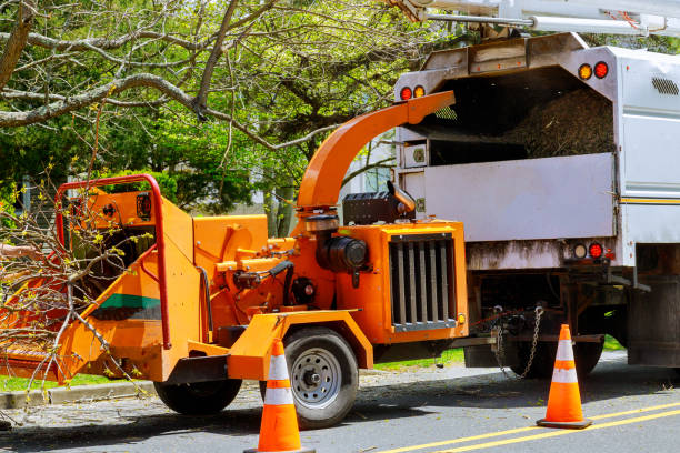 Best Tree Branch Trimming  in USA